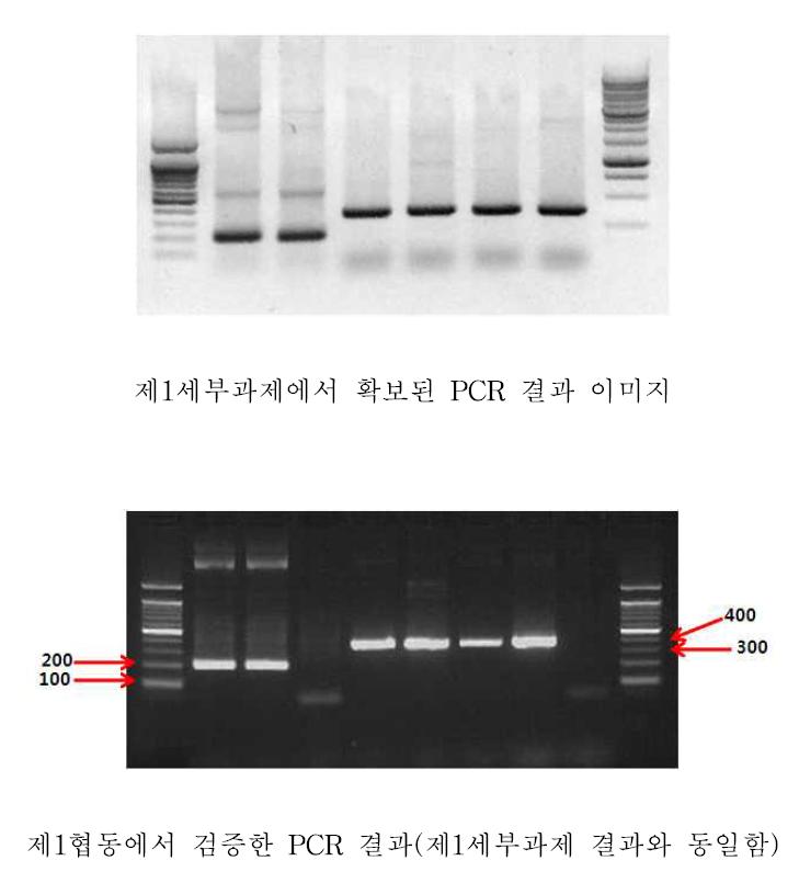 [보고서]수출입 작물의 미소 해충 동정 및 위해성 진단을 위한 바이오칩 개발