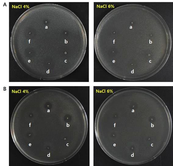 Growth inhibition of S. aureus ATCC12692 (A) and V. parahaemolyticus ATCC17802 (B) by the isolates from Ojingeo-jeotgal at the NaCl added conditions