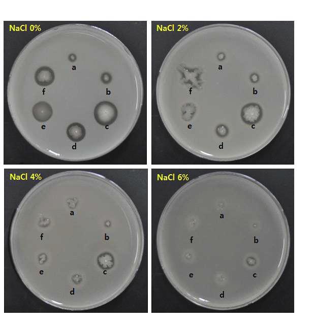 Effect of NaCl on the growth and protease activity of isolates from Ojingeo-jeotgal. Nutrient agar containing 2% (w/v) skim milk was used for the detection of growth and protease activity. Isolates: a, B. pumilus ANR7; b, B. pumilus RM010; c, B. siamensis RM502; d, B. tequilensis AM5R3; e, B. tequilensis MA504; f, B. tequilensis MS503.