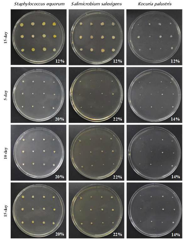 Effect of NaCl on the growth of predominant species isolated from Saeu-jeotgal. Twelve strains in the species were cultured on the nutrient agar containing NaCl at 30oC for 15 days.