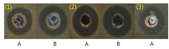 agar-well diffusion assay을 이용한 항균활성 측정. A : Lc. lactis B : Lb. brevis (1) Lb. plantarum A-1, (2) P. pentosaceus A-2, (3) Lb. sakei 0154