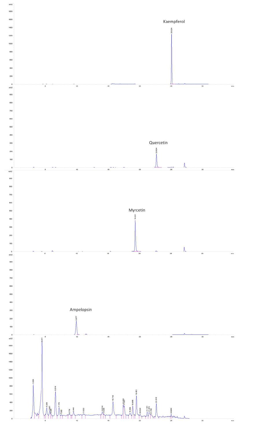 노각나무 잎 추출물과 표준품 HPLC 분석