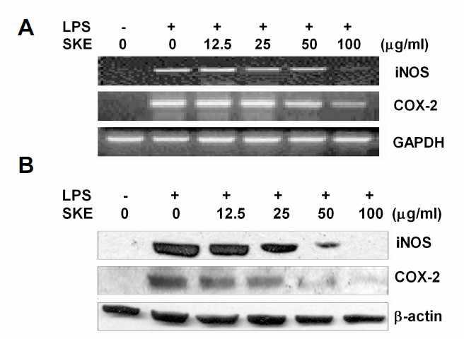 LPS로 유도된 iNOS, COX-2 mRNA와 protein levels의 저해효과