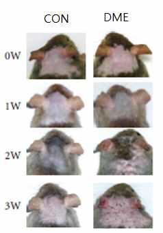 항원 (DME) 유도 아토피 동물모델