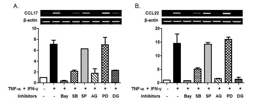 TNF-α/IFN-γ로 유발된 CCL17 및 CCL22 생산에 p38 MAPK, STAT, NF-kB의 관여