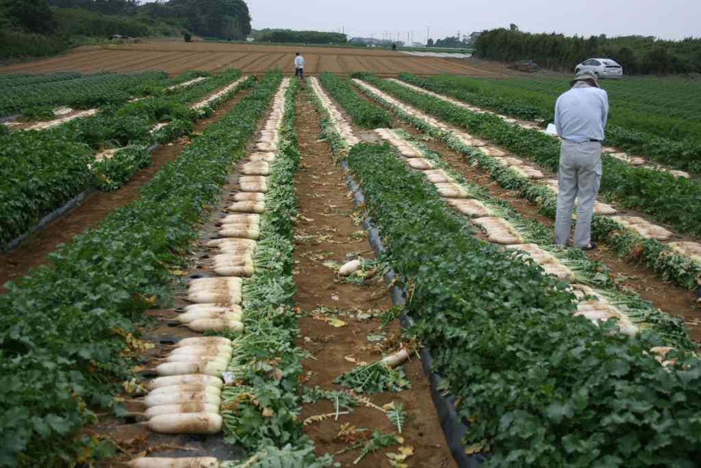 일본 봄무 수확 조사 전경