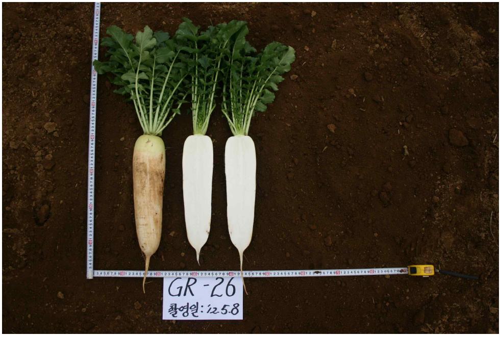 [출원품종] GR-26 개체
