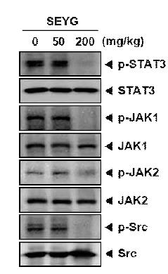 Western blot analysis showed the inhibition of p-STAT3, p-JAK1, p-JAK2, and p-Src by SEYG in whole cell extracts from animal tissue