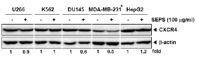 U266, K562, DU145, MDA-MB-231, and HepG2 cells were incubated at 37 ℃ with 100 ug/mL of SEPS for 24 h