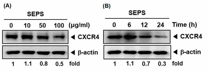 (A) MDA-MB-231 cells were treated with various indicated concentrations of SEPS. Then equal amounts of lysates were analyzed by Western blot analysis using antibody against CXCR4