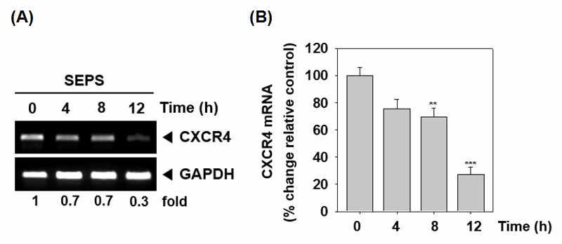 (A) SEPS suppresses the expression of CXCR4 mRNA