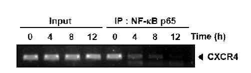 SEPS inhibits binding of NF-kB to the CXCR4 promoter