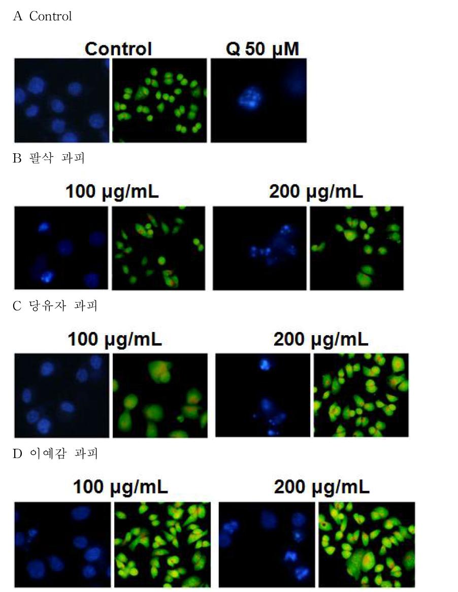 Effect of Jeju traditional citrus super critical extract on cell morphology