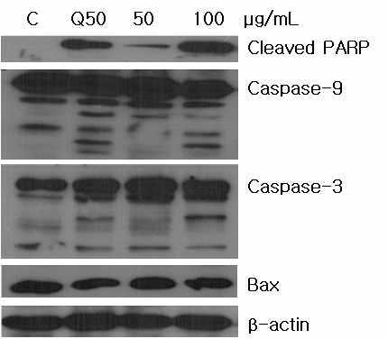 Western blot analysis of apoptosis-related protein expression in mature Dangyuja peel super critical extract-treated HeLa cells