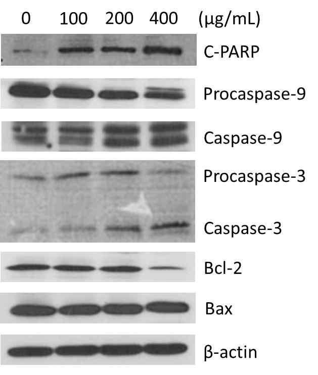 Supercritical CO extract from palsak induces apoptotic cell death in breast cancer stem cells