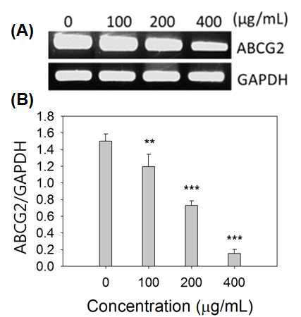 Supercritical CO extract from palsak down regulate multi-drug resistance gene ABCG2 in breast cancer stem cells