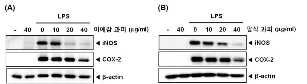 Inhibition of the fraction from Iyokan and hassaku pericarp on LPS‐induced iNOS, COX-2 gene products in RAW 264.7 macrophages