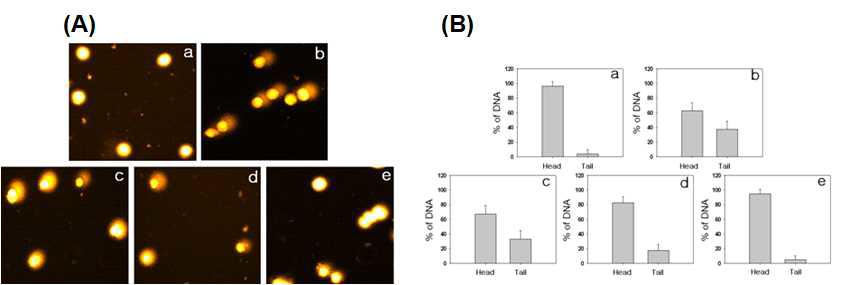 Protective effects of EAF on H O -induced DNA damage by comet assay