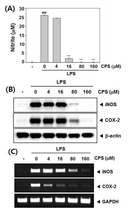 (A) Cells were pretreated with different concentrations of CPS for 1 h and stimulated with LPS (1 ug/mL) for 24 h