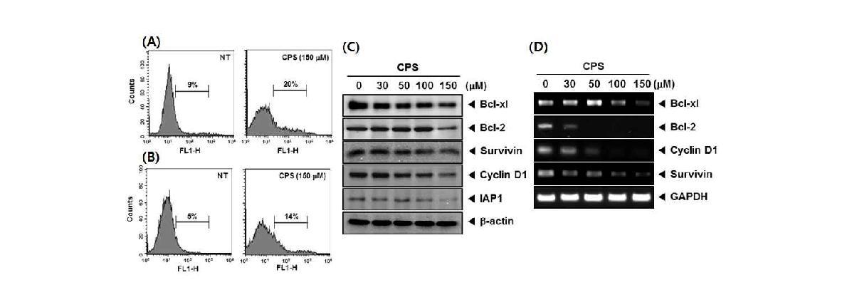 (A and B) U266 cells were treated 150 uM of CPS for 24 h, incubated with an anti-Annexin V antibody conjugated with fluorescein isothiocyanate (A), TUNEL-Label mix conjugated with the TUNEL-Enzyme (B) and then analyzed with a flow cytometer for apoptotic DNA fragmentation effects