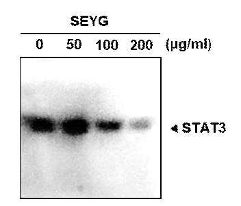 SEYG suppresses STAT3 binding activity