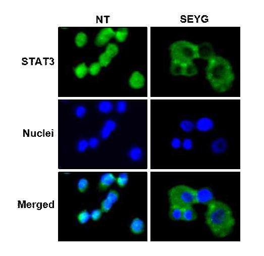 SEYG causes the inhibition of translocation of STAT3 to the nucleus