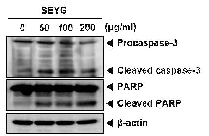 After DU145 cells were seeded onto 6-well plates, they were treated with various indicated concentrations of SEYG for 24 h
