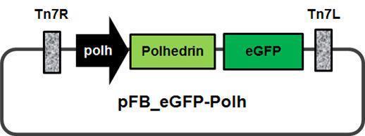 Schematic diagram of plasmid pFB-eGFP-Polh andpFB-ie1-eGFP
