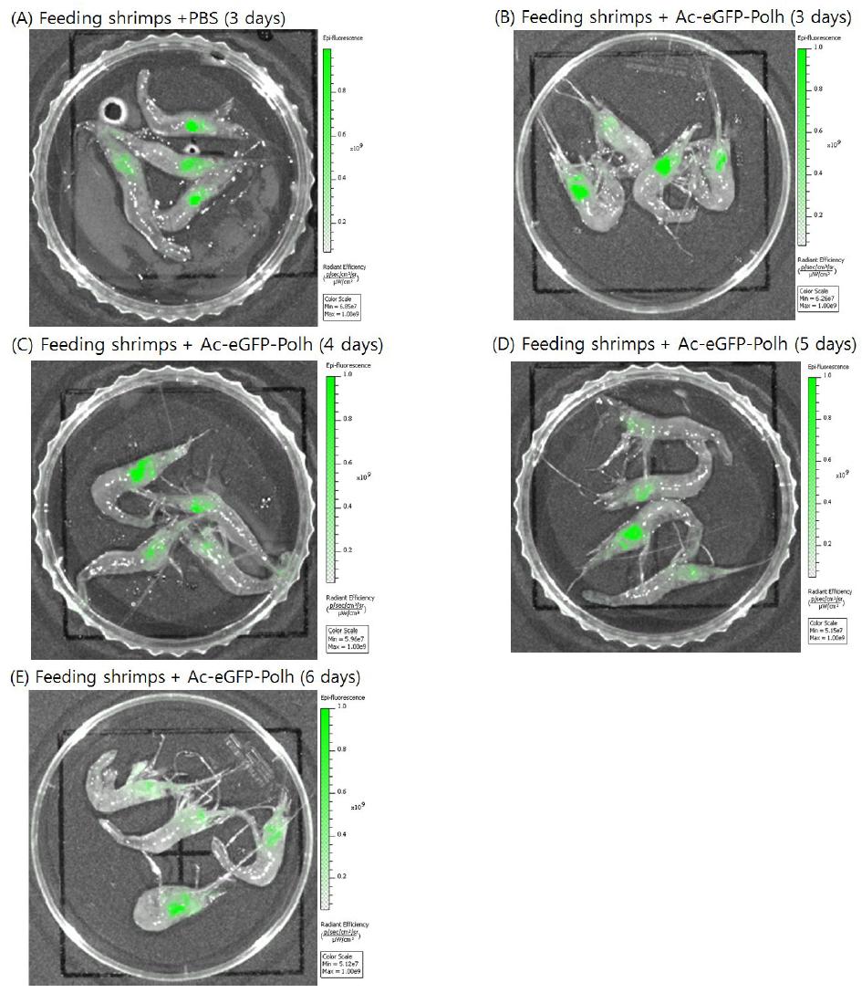 Analysis of eGFP and polyhedirn expression after 3 to 6 days feeding shrimps.