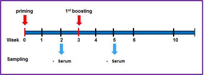 Immunization schedules.Two weeks after the immunization,mice sera were collected.