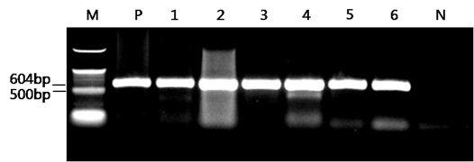 Confirmation WSSV infection of dead M. nipponense after WSSV inoculation by different methods.