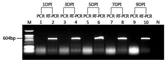 Confirmation of replication and amplification of virus using reverse-transcription PCR.