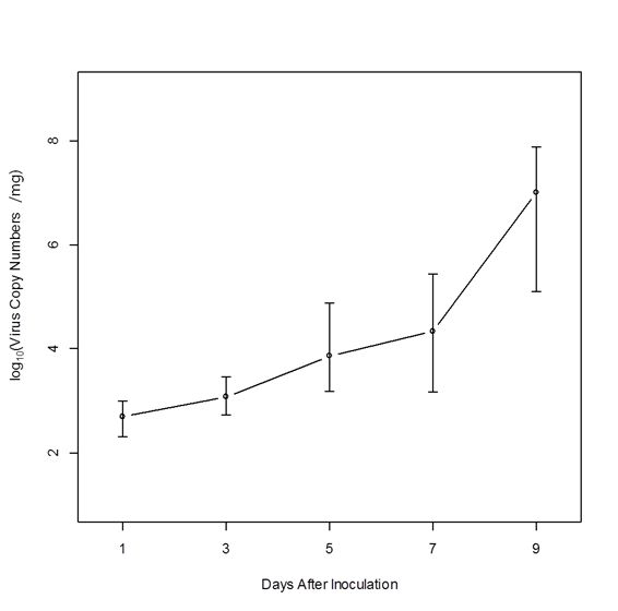 Viral copy number depend on the time series injected viral inoculums of 6.00×103copy/g weight