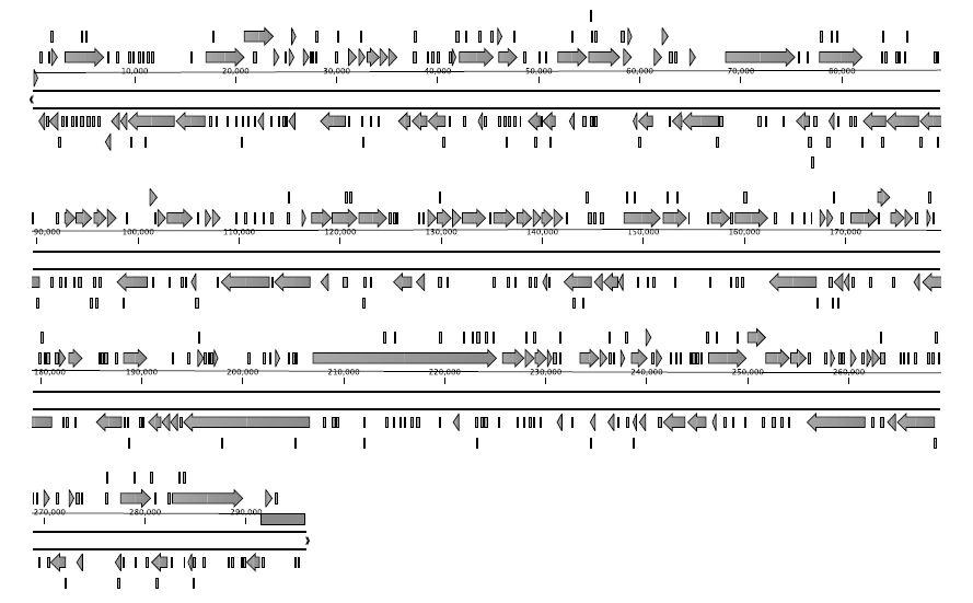 Linear map of the WSSV-KR genome.