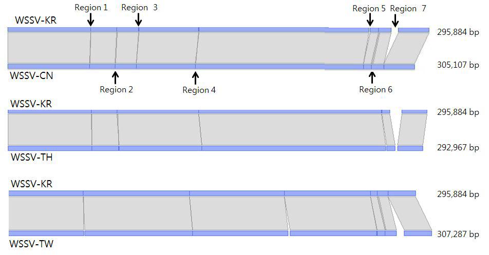 Linear comparison of WSSV-KR with, WSSV-CN, WSSV-TH and WSSV‑TW.