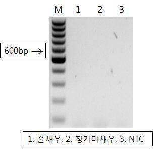 Gel electrophoresis of PCR product for the detection of WSSV.