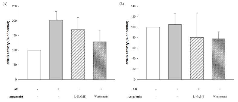 AE가 eNOS 활성에 미치는 영향