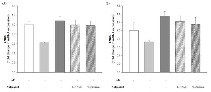 AE가 eNOS 발현에 미치는 영향.