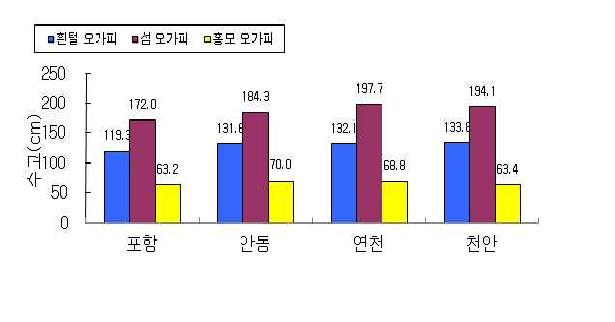 오갈피 품종별 수고 비교