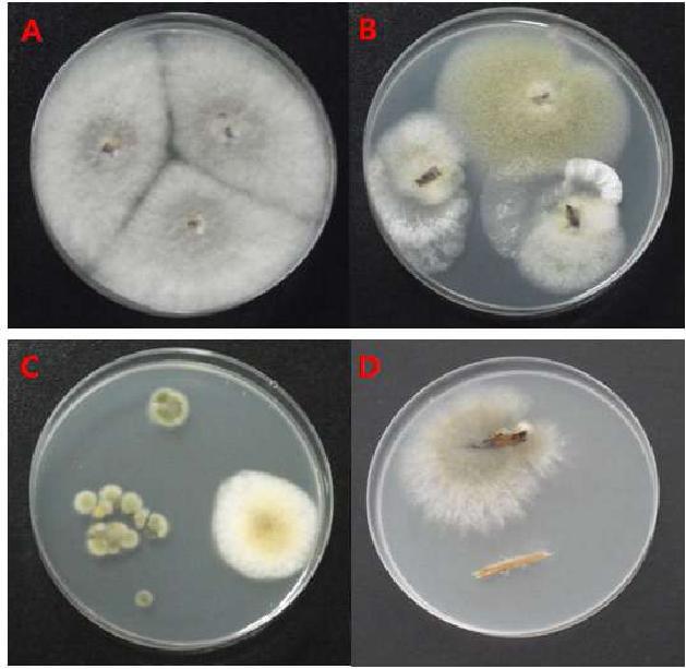 표면 살균 후 PDA에 접종한 뒤 25℃에서 3일간 배양한 사진