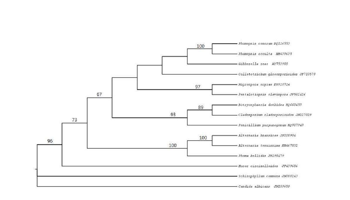 오갈피 병반에서 분리된 곰팡이의 ITS 유전자 염기서열을 기반으로 한 계통 분석