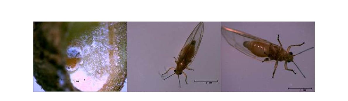 해부현미경으로 관찰한 유충과 우화한 성충의 모습.