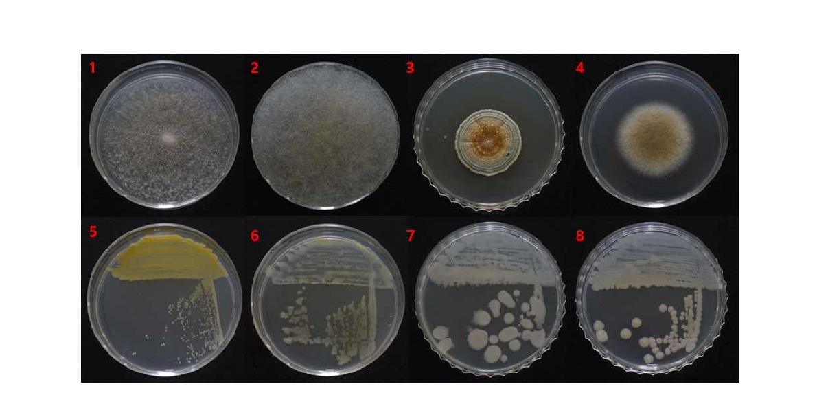가시오갈피 줄기 원료에서 순수 분리한 진균(위)과 세균(아래)