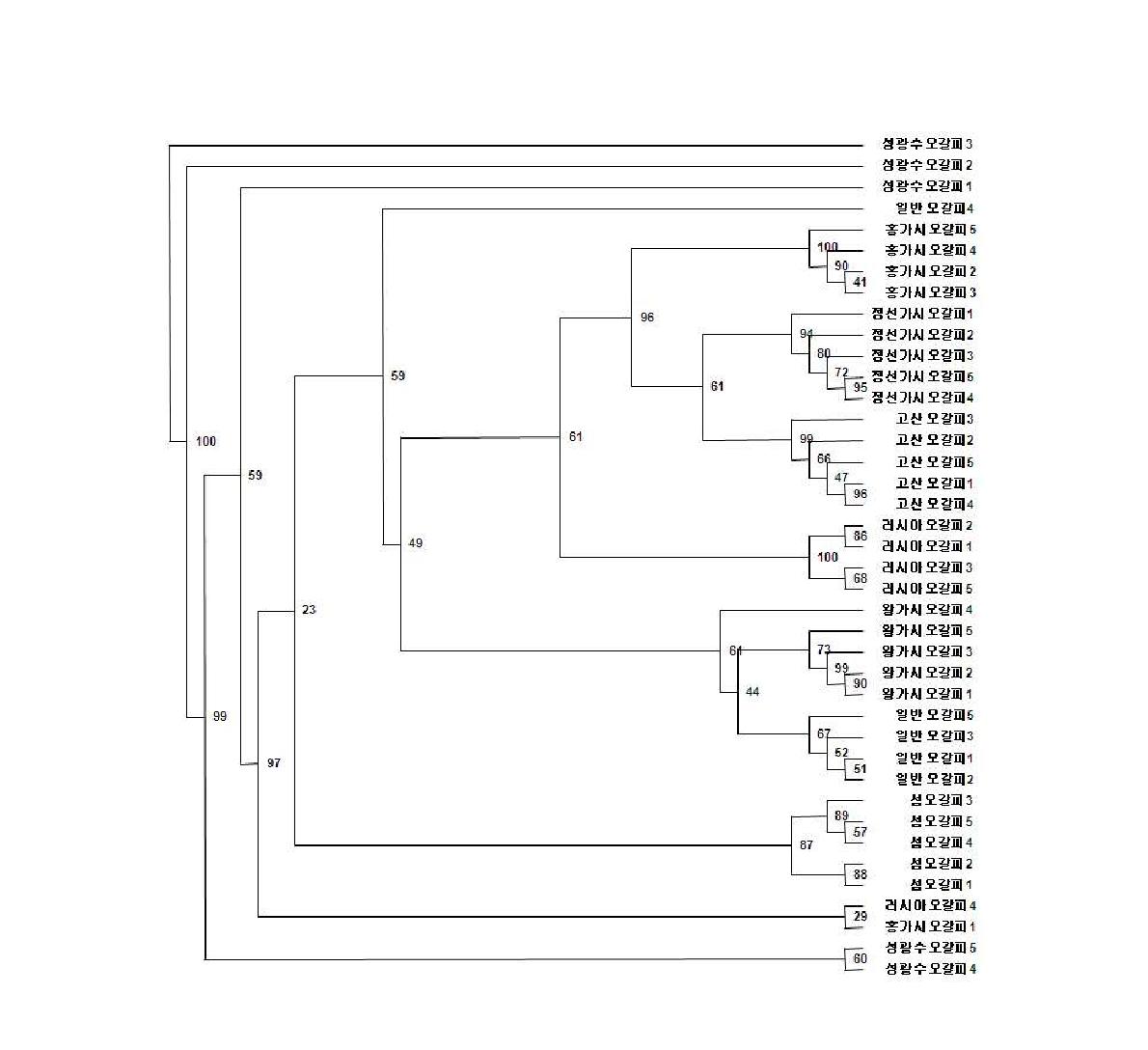 ISSR 마커를 기반으로 한 Eleutherococcus 종의 UPGMA 계통도