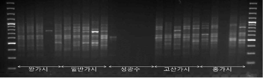 UBC 812 프라이머로 증폭한 ISSR Profile