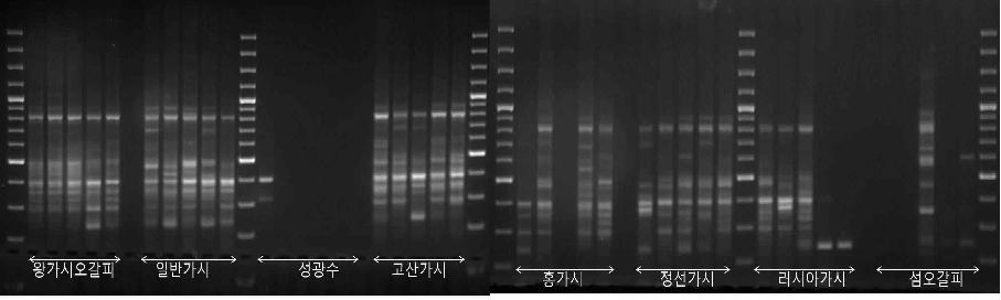 UBC 827 프라이머로 증폭한 ISSR Profile