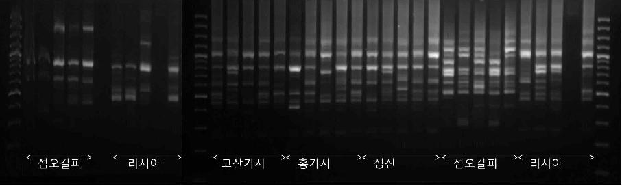 UBC 846 프라이머로 증폭한 ISSR Profile