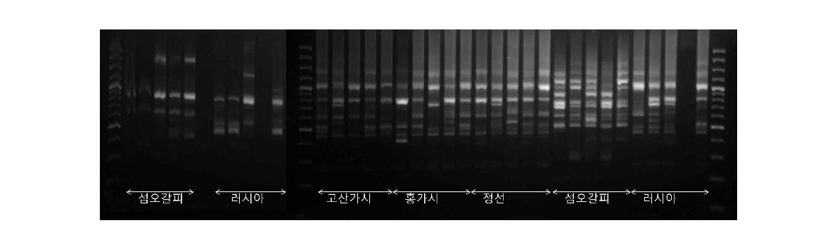 UBC 857 프라이머로 증폭한 ISSR Profile