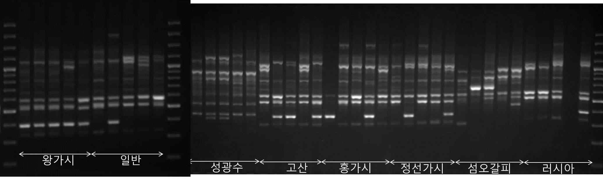 UBC 873 프라이머로 증폭한 ISSR Profile