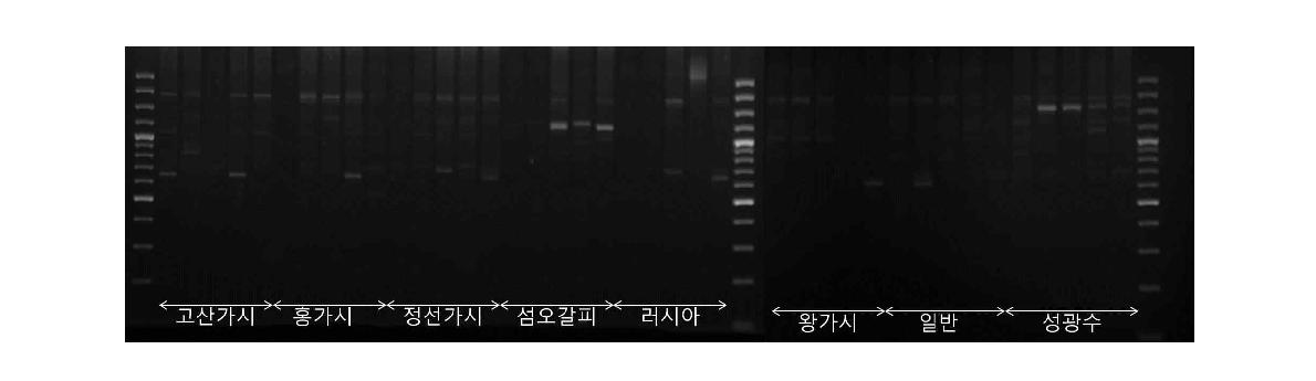 UBC 881 프라이머로 증폭한 ISSR Profile